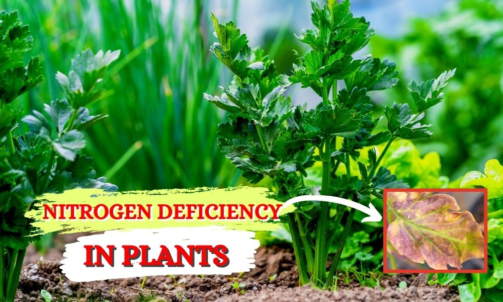 पौधों में नाइट्रोजन की कमी के लक्षण - Nitrogen Deficiency in Plants in Hindi
